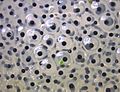 Frogspawn closeup